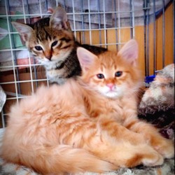 へい！お待ち♪ねこざんまい譲渡会！11月15日(日)12時スタート！