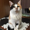 にゃーぢら