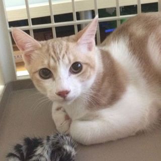 ミルクティー色のたんぽぽちゃん♂