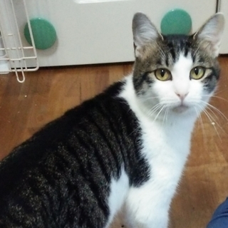 サバ白男の子！とにかくよく鳴く子です