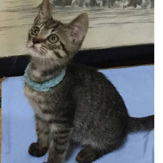 サバトラ３ヶ月男の子