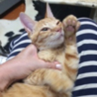 トライアル決定甘えた茶トラちゃん４か月♀