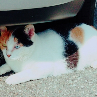 三毛猫オッドアイ