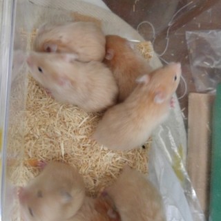 キンクマと長毛ハムスターの子が産まれました。