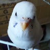 Lineola さん