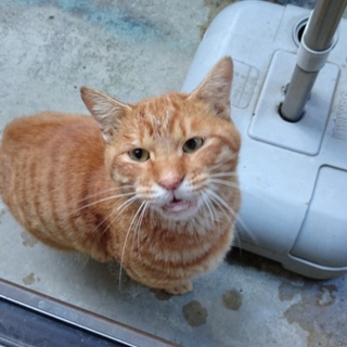 人懐こい茶トラ