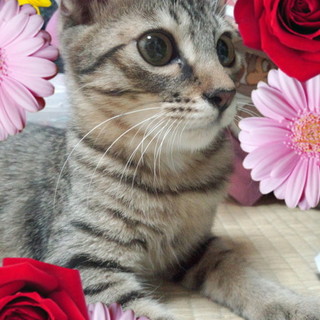 とってもお利口さんな子です♪