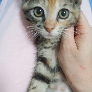 ソックス柄の三毛ちゃん♪いい子です♪