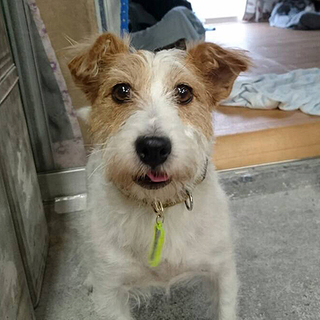 ジャックラッセルテリア「ベリー」の家族募集中！