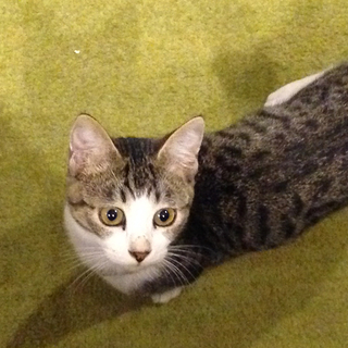 キジ4ホワイトソックス猫　オス　カイ君