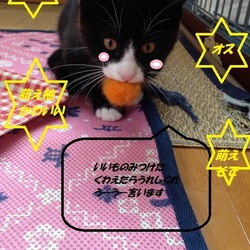 一緒だとあったかい！おぶねこ譲渡会IN大府市