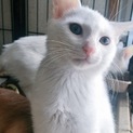 白猫の「たら」生後約３ヶ月♂