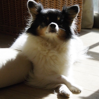 人懐っこく穏やか