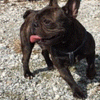 フレンチ（オス）１歳