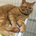 大人しい茶トラ猫くん