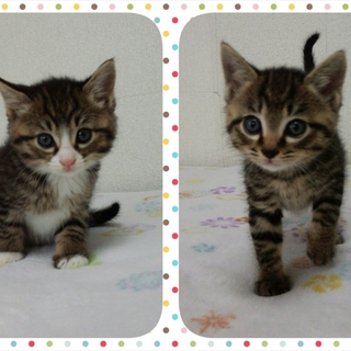 くりくり兄妹♪キジトラ♂くり助＆キジ白♀くり美