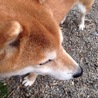 pu-taro