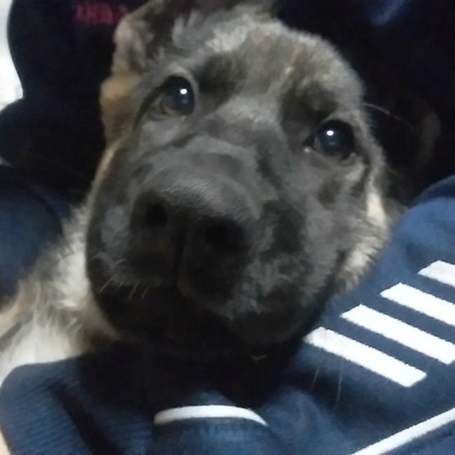 AOI　810のカバー写真