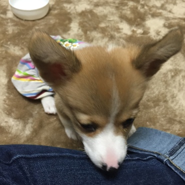 初めてのおうち