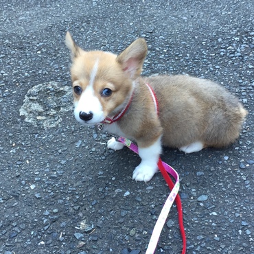 初めてのおそと