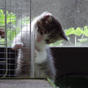 うむ。。かわいい。。