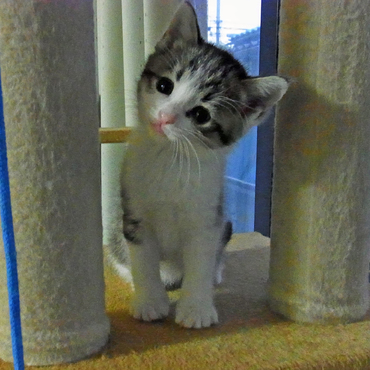 ほんと不思議なんですが、首傾げたりを自然にやっております。