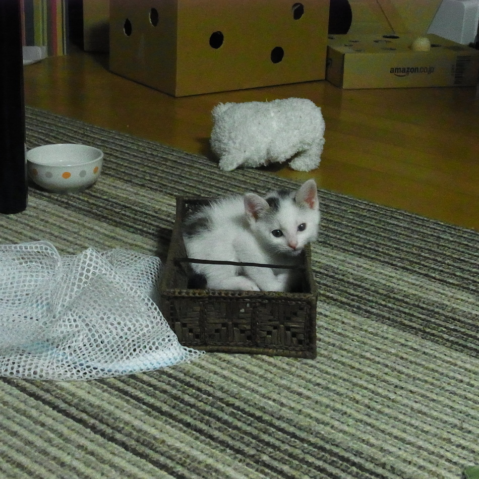 【仮】キョジのカバー写真