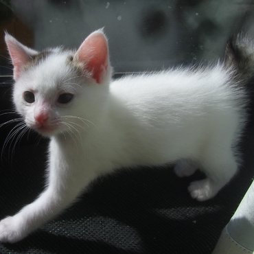 窓際を歩く。兄弟一足腰がしっかりしている。