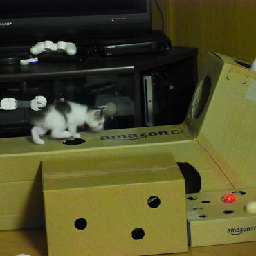 箱遊び大好き！