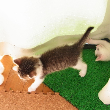 カーテン遊びも大好き！