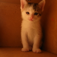 【仮】チャロ  からチャロに