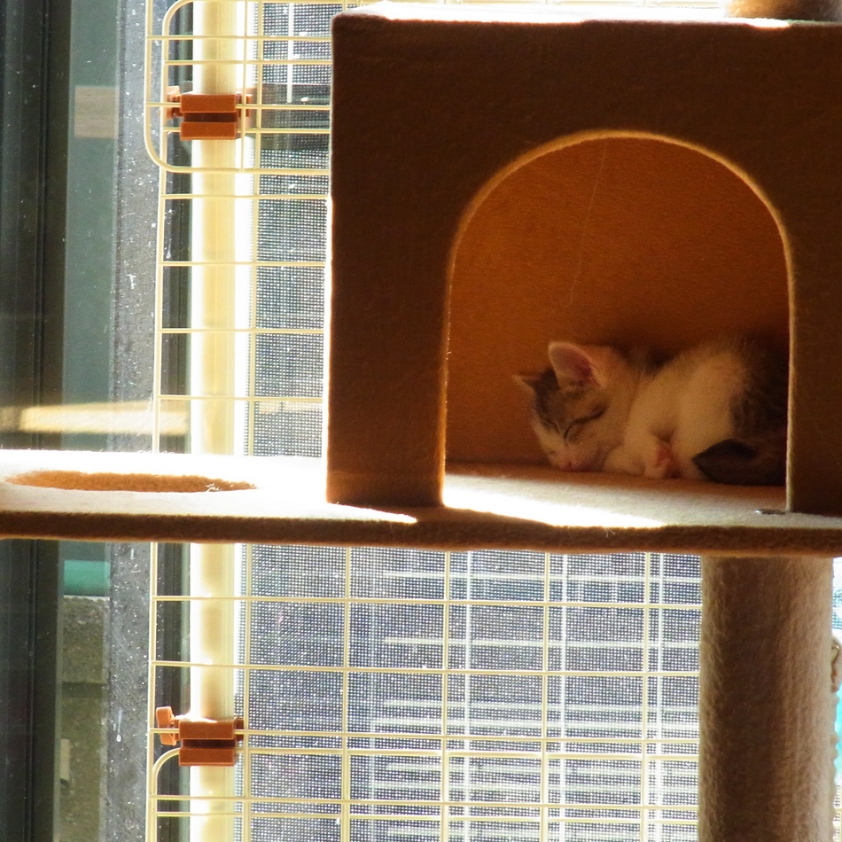 【仮】チャロ  からチャロにのカバー写真