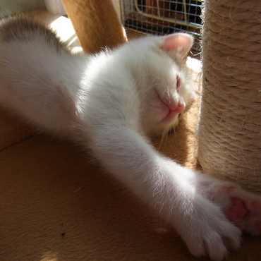 寝る子は育つ！はず！