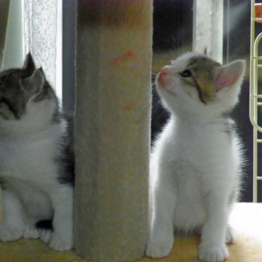 チャロは不思議な毛色をしてます。茶色とグレーがグラデーションした感じ