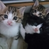 【超いやし系】　白黒おっとり王子　　里親様募集中♪ サムネイル2