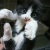 【超いやし系】　白黒おっとり王子　　里親様募集中♪ サムネイル3