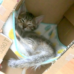 名前はまだニャい「ハンモック付き段ボールタワー」