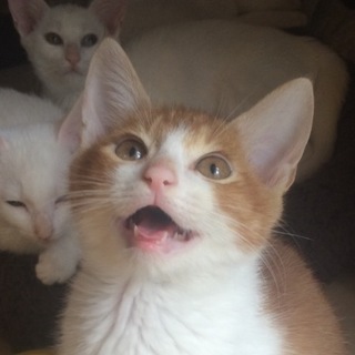 茶白の「うに」 生後約４ヶ月♂