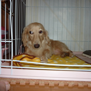 元気で甘えん坊なおんなの子です。