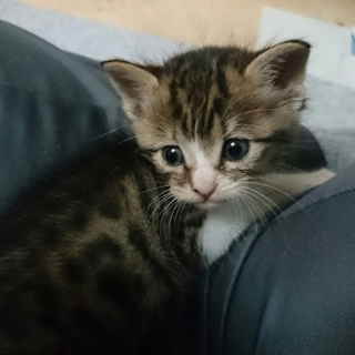 スーパームーンから落ちて来た　つっきー　です