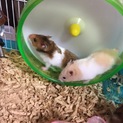 ホワイトバンデッド 男の子