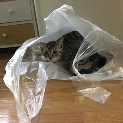 「里親３ヶ月目☆」サムネイル2