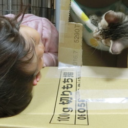 名前はまだニャい「自作段ボールタワーその２」