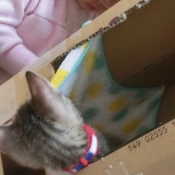 「名前はまだニャい「自作段ボールタワーその２」」サムネイル2