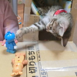 「名前はまだニャい「自作段ボールタワーその２」」サムネイル3