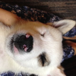 懐っこい男の子（６ヶ月）