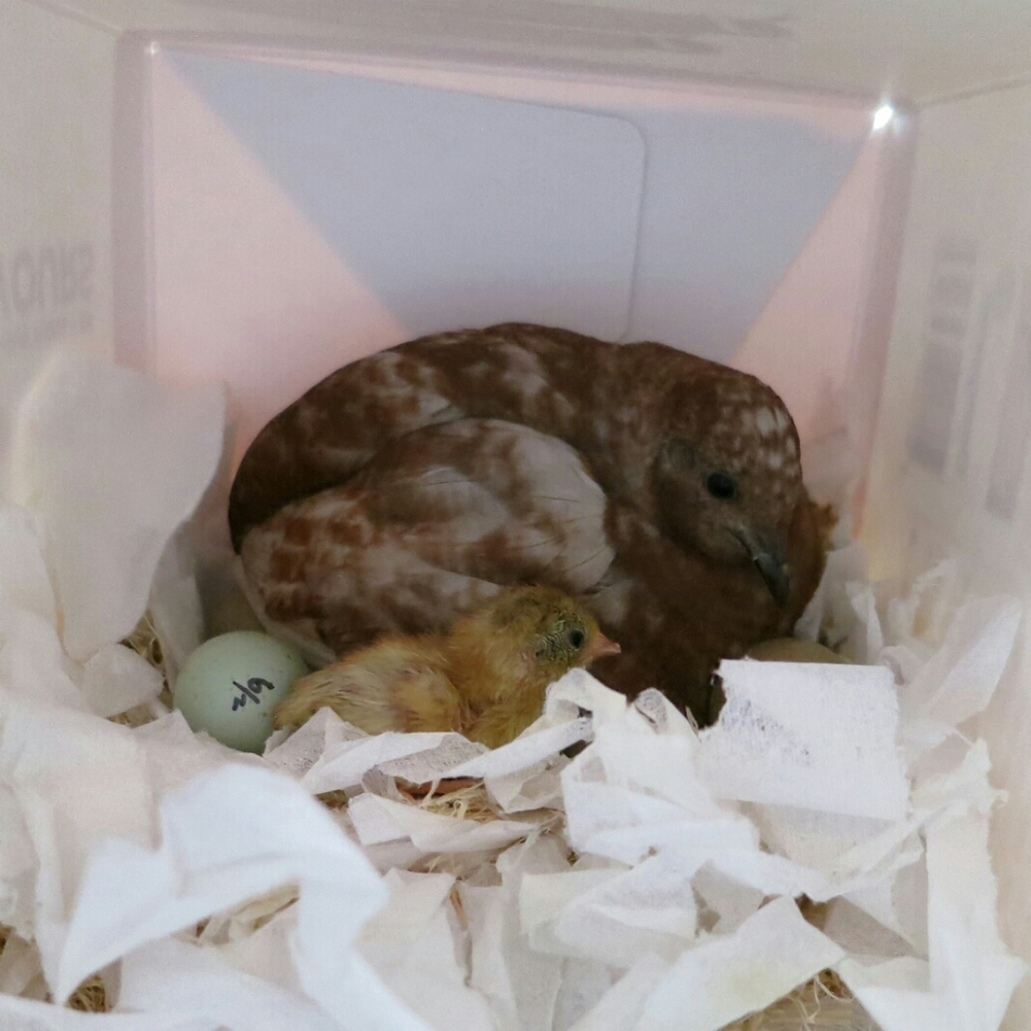 キィのカバー写真