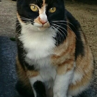 瞳に釘づけ　三毛猫だやん　１才です