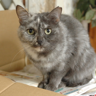 小柄なアシュリー♀ワンちゃんOK