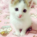 たらい回しされてる猫